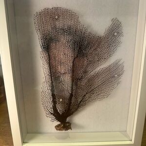 Framed Natural Sea Fan Wall Art - Brown from Tulum Mexico
